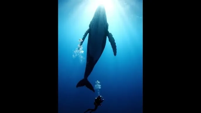 冰河世纪2国语版高 - 深蓝星球：探索海洋深处的未知世界